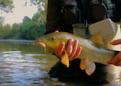 Barbel and chub on the River Garam